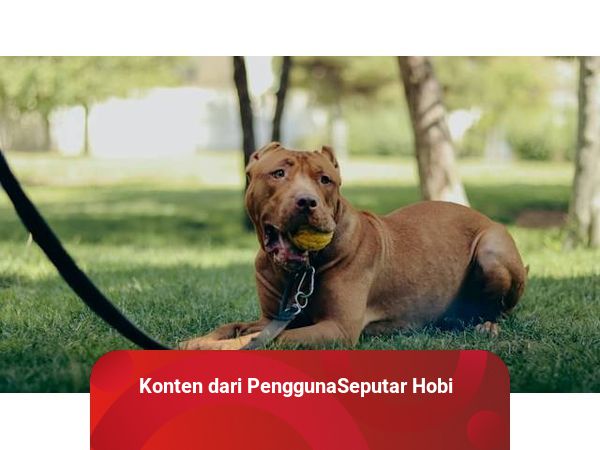 Dog food hot sale untuk pitbull